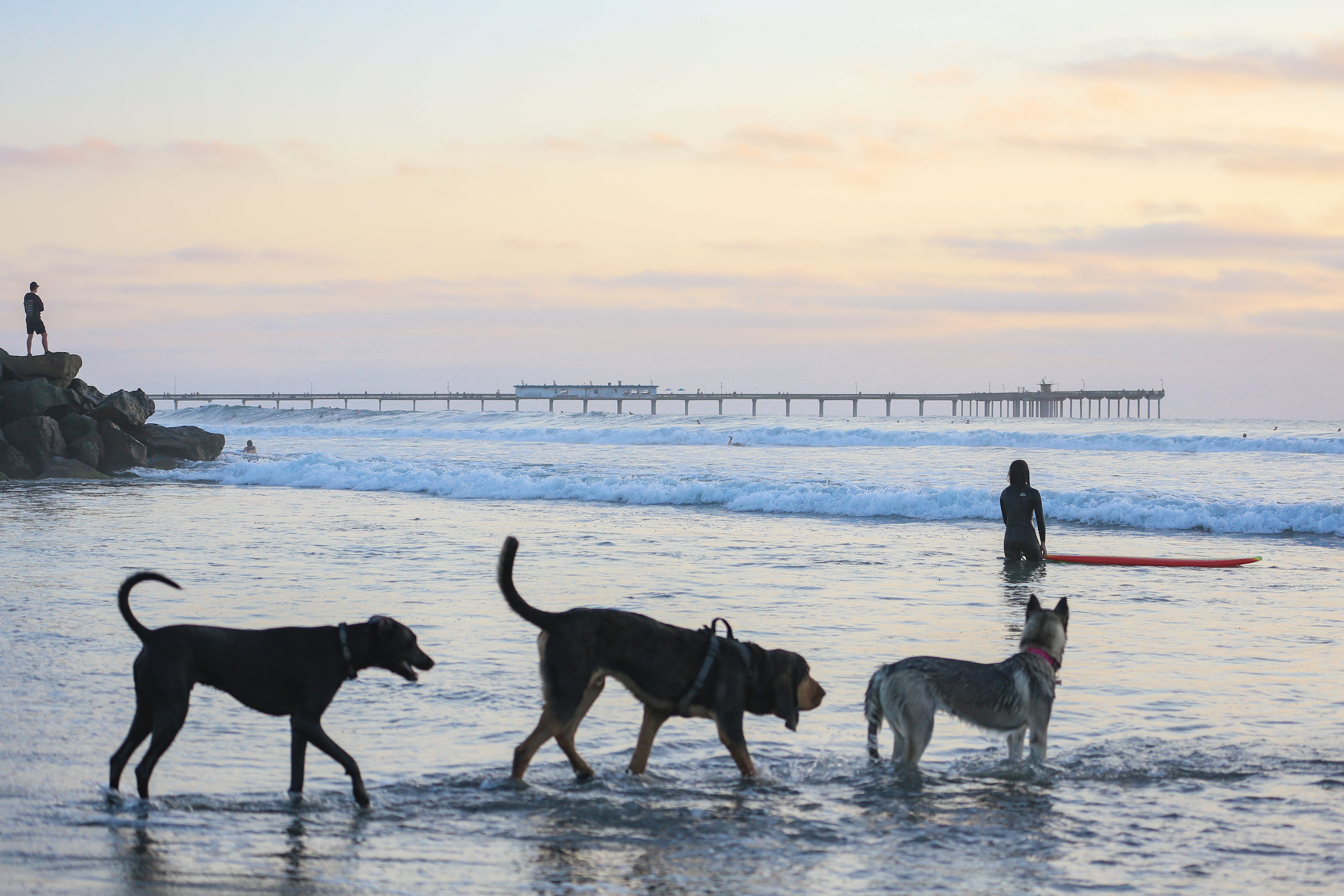 Things To Do Dog Beach