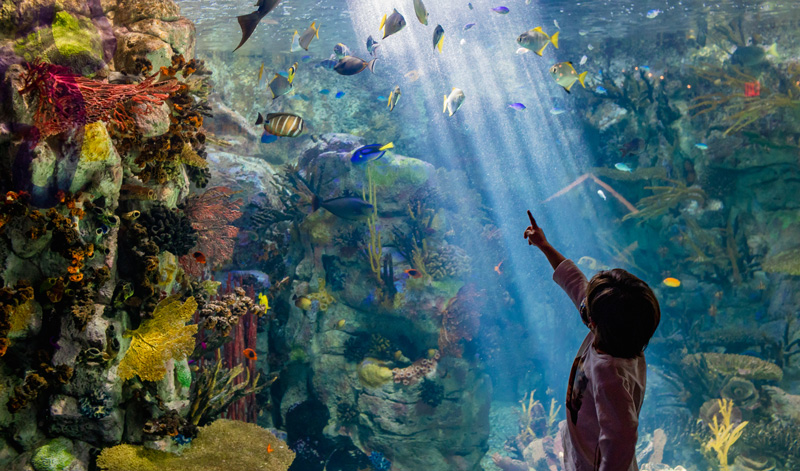 Things To Do Birch Aquarium